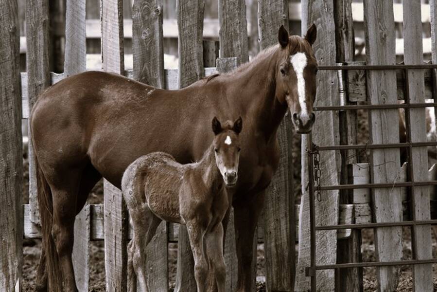 Haustier/ Pferd